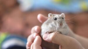 Tips Memelihara Hamster dengan Baik dan Benar