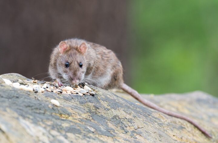 menangkap tikus