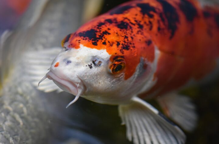 bisnis ikan koi