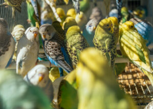 bisnis ternak burung